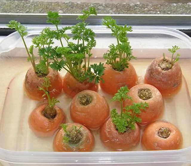 只要1个杯子 教你种出一厨房的菜 随时采随时吃 省钱绿色安全
