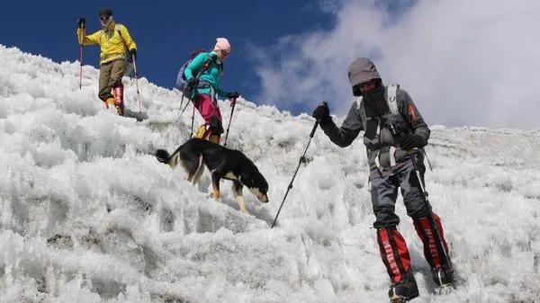 犬界第一！流浪狗勇登喜馬拉雅山7千公尺高峰