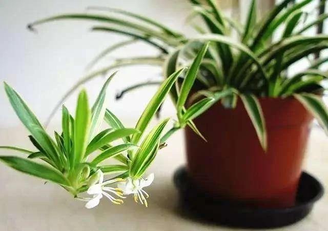 春养这4种花 一定要“理发” 越长越旺 你家有快动起来吧!