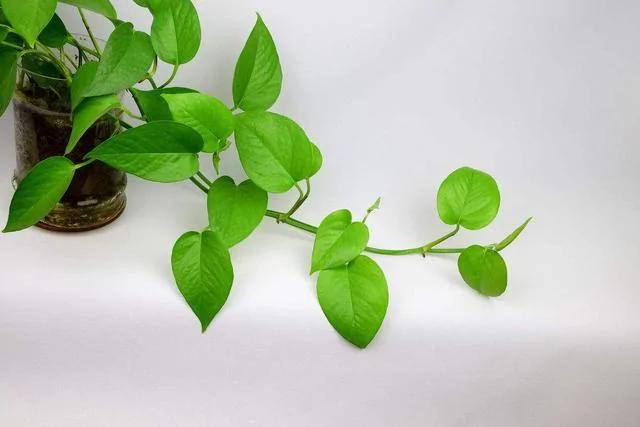 春养这4种花 一定要“理发” 越长越旺 你家有快动起来吧!