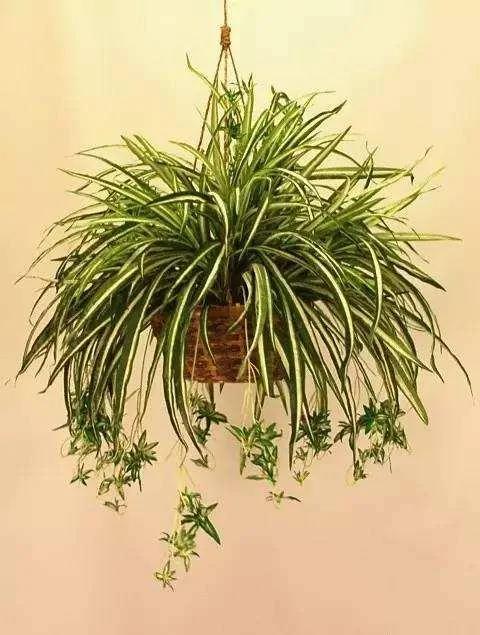 春养这4种花 一定要“理发” 越长越旺 你家有快动起来吧!