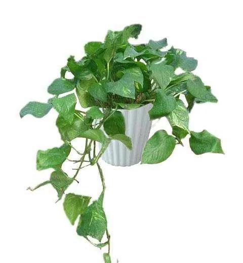 春养这4种花 一定要“理发” 越长越旺 你家有快动起来吧!