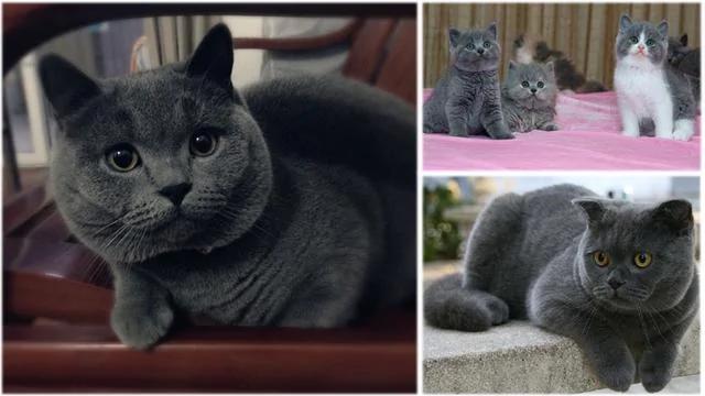 世界上最美丽的十种猫咪 各位铲屎官 有你家养的吗?