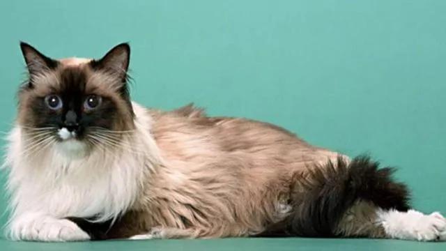 世界上最美丽的十种猫咪 各位铲屎官 有你家养的吗?