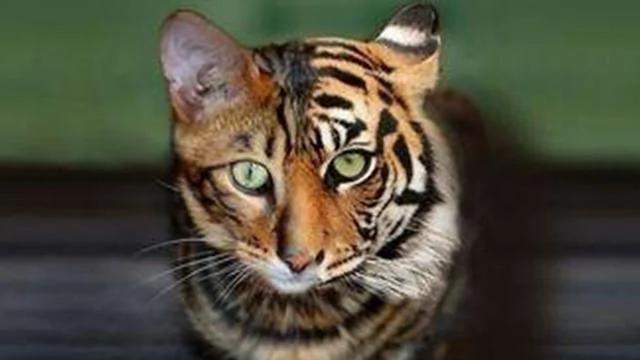 世界上最美丽的十种猫咪 各位铲屎官 有你家养的吗?