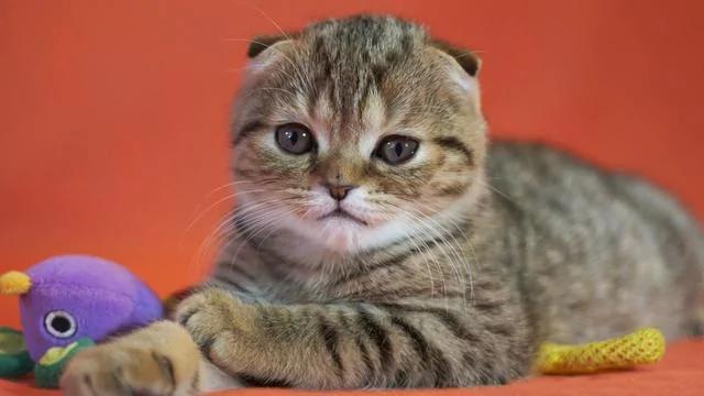 世界上最美丽的十种猫咪 各位铲屎官 有你家养的吗?