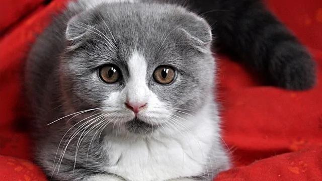 世界上最美丽的十种猫咪 各位铲屎官 有你家养的吗?