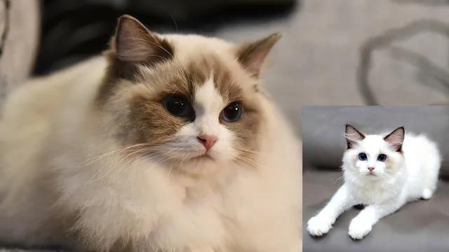 世界上最美丽的十种猫咪 各位铲屎官 有你家养的吗?