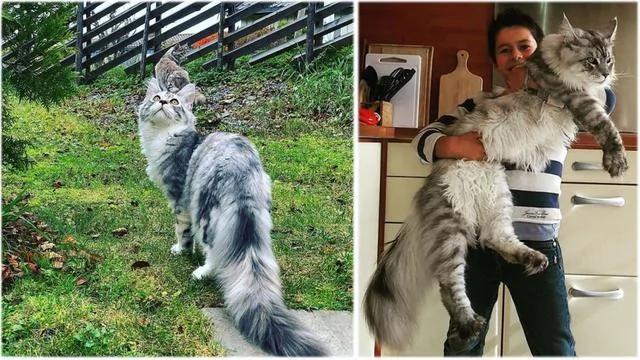 世界上最美丽的十种猫咪 各位铲屎官 有你家养的吗?