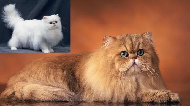 世界上最美丽的十种猫咪 各位铲屎官 有你家养的吗?