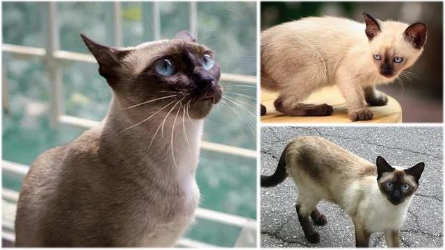世界上最美丽的十种猫咪 各位铲屎官 有你家养的吗?