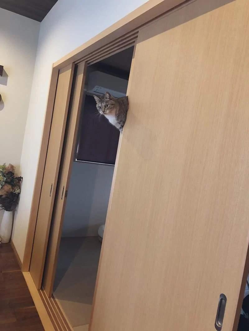 回家惊见”飘浮猫“ 这毛孩子到底怎么让自己出现在那儿的?