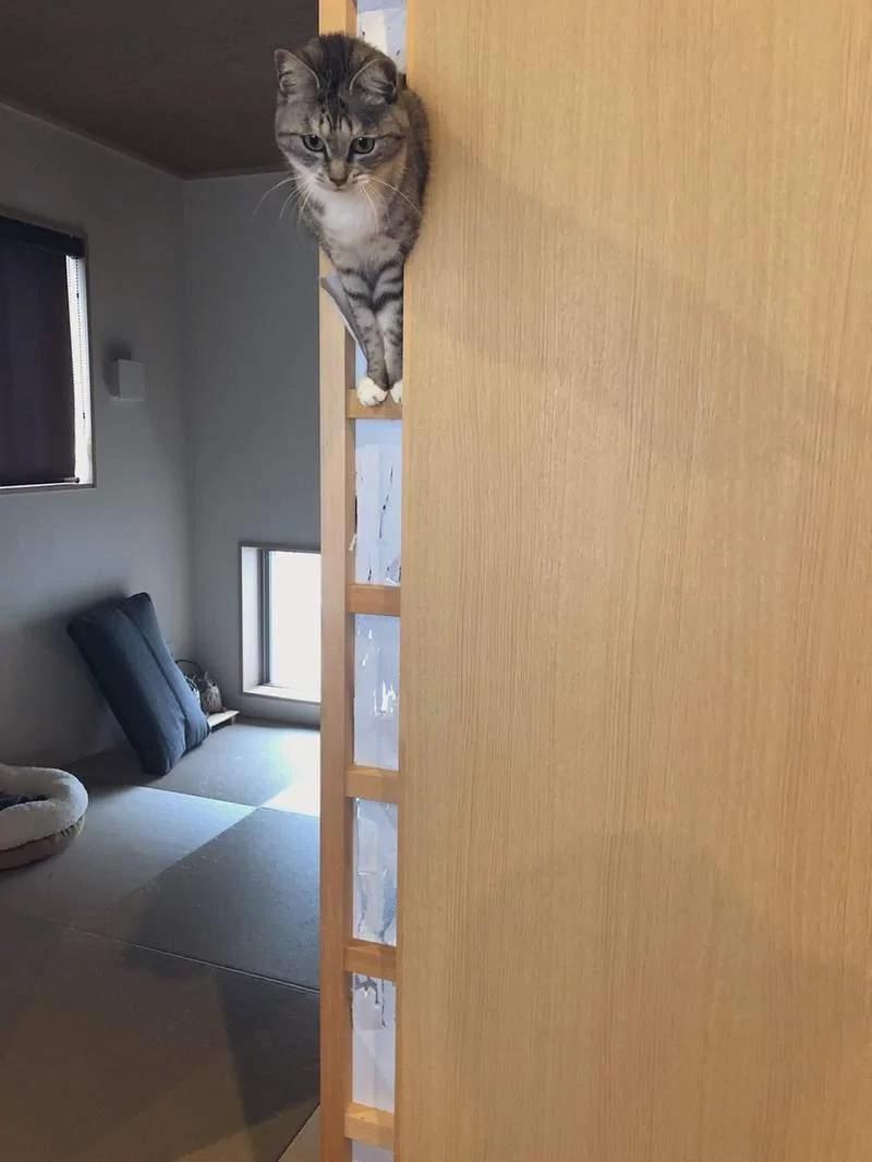 回家惊见”飘浮猫“ 这毛孩子到底怎么让自己出现在那儿的?