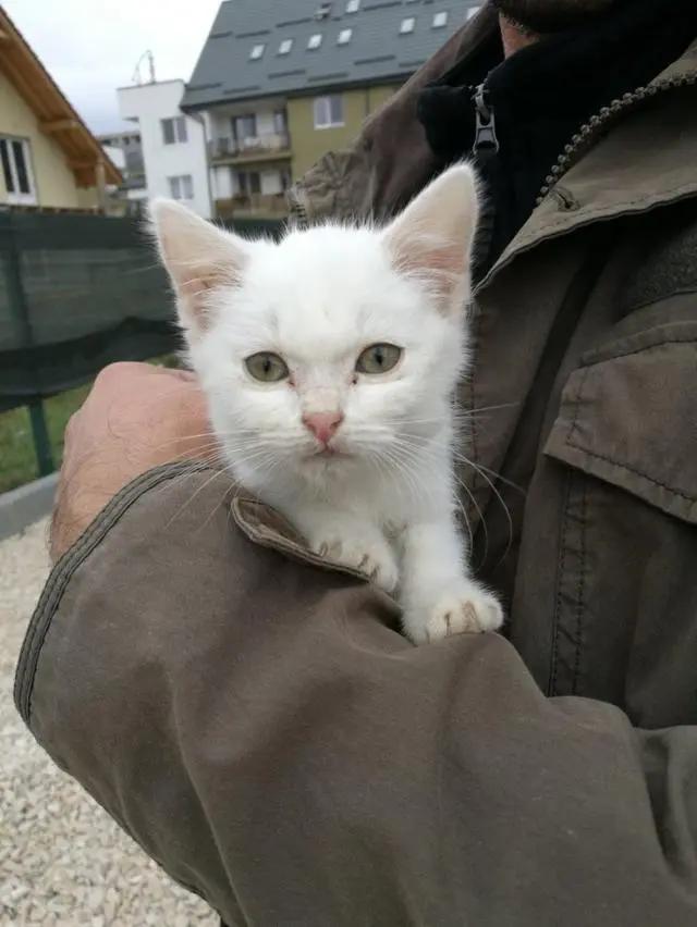 主人带回一只迷路小猫 狗狗笑了:终于有个猫妹妹作伴了!