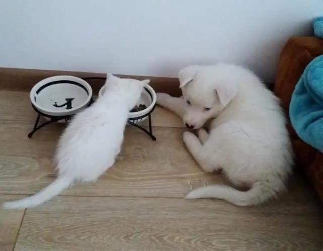 主人带回一只迷路小猫 狗狗笑了:终于有个猫妹妹作伴了!