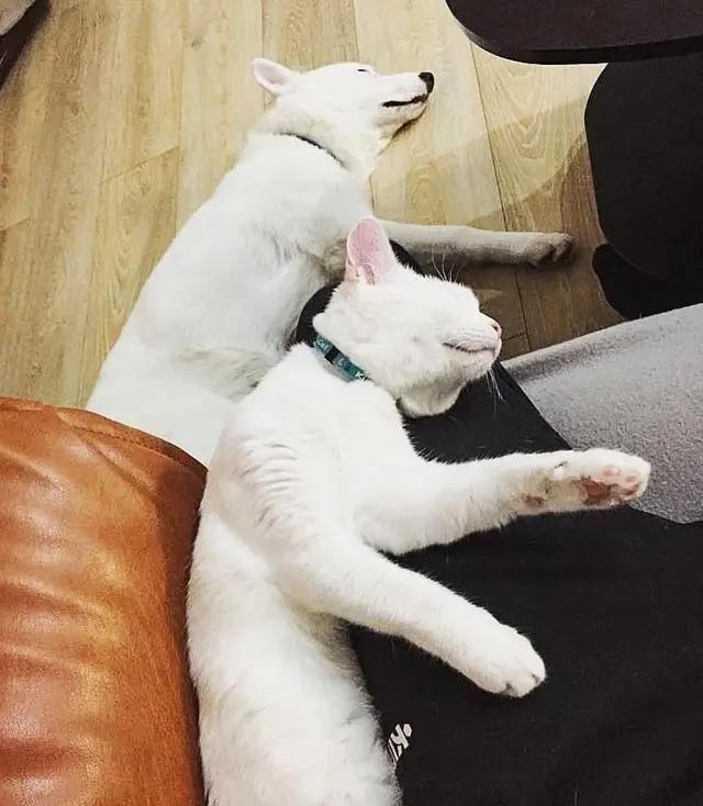 主人带回一只迷路小猫 狗狗笑了:终于有个猫妹妹作伴了!