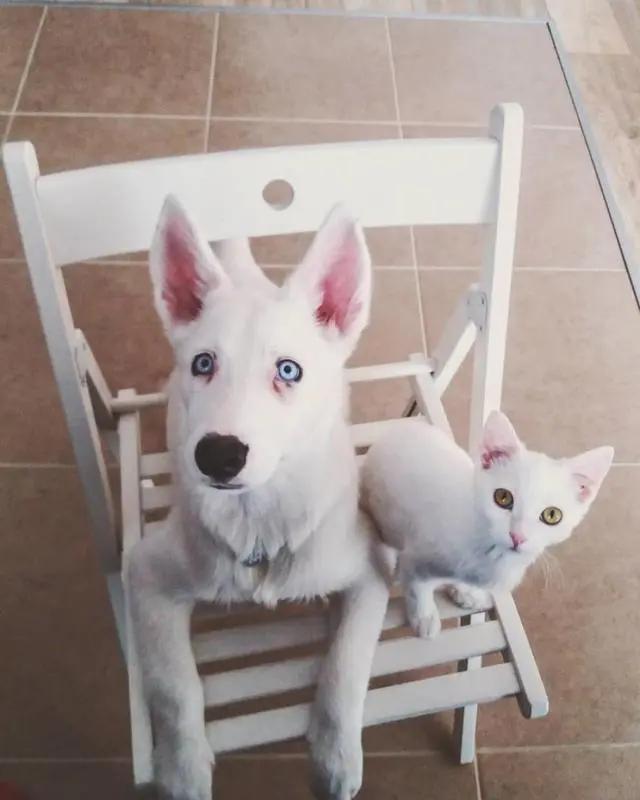 主人带回一只迷路小猫 狗狗笑了:终于有个猫妹妹作伴了!