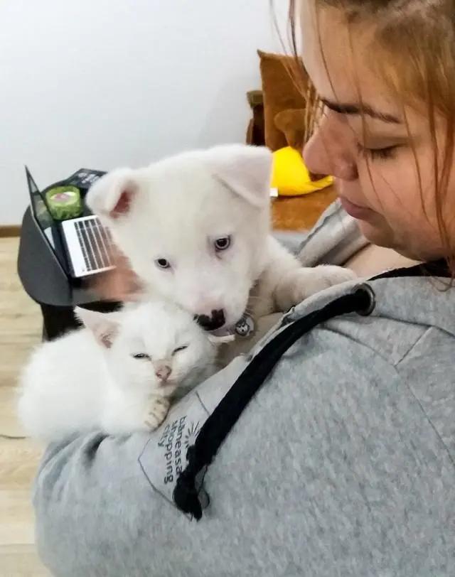 主人带回一只迷路小猫 狗狗笑了:终于有个猫妹妹作伴了!