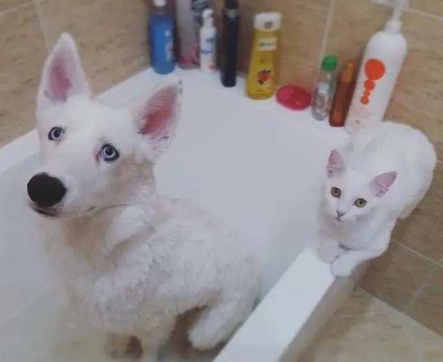 主人带回一只迷路小猫 狗狗笑了:终于有个猫妹妹作伴了!