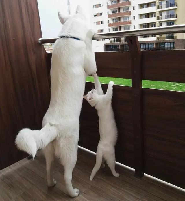 主人带回一只迷路小猫 狗狗笑了:终于有个猫妹妹作伴了!