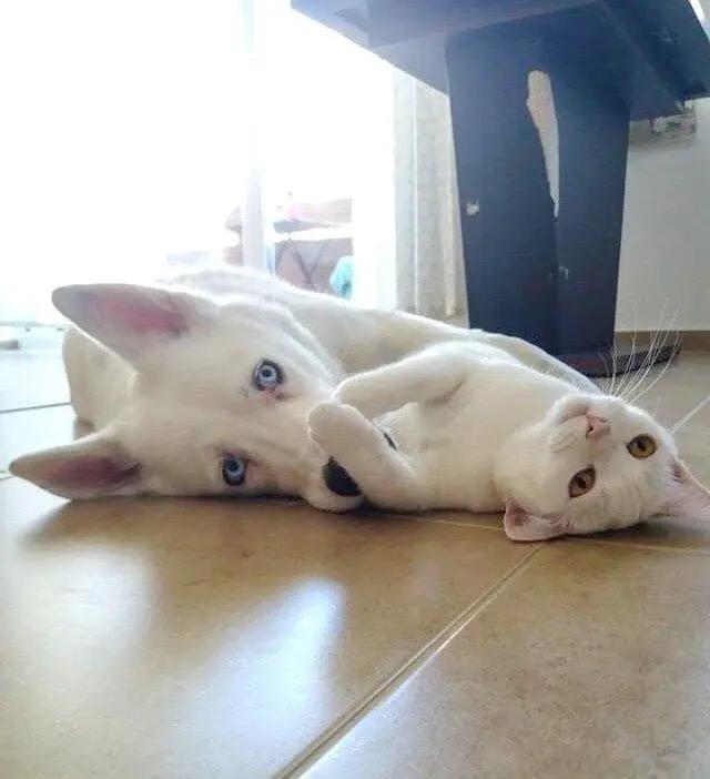 主人带回一只迷路小猫 狗狗笑了:终于有个猫妹妹作伴了!