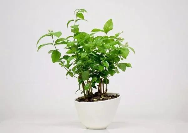 這些室內盆栽植物 不僅提高睡眠質量還能美容養顏！