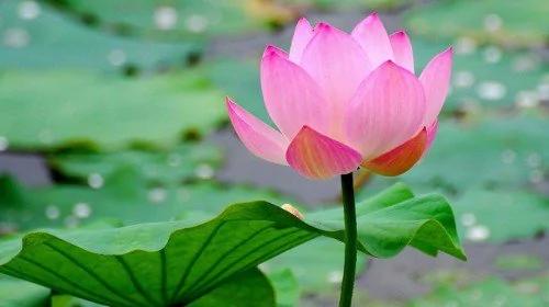 一个人越有本事 越懂得这两句话