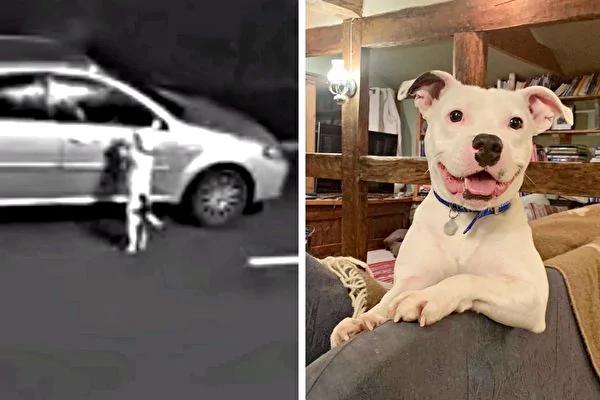 主人遗弃斗牛犬过程全录疯传 狗狗重获幸福展笑颜!