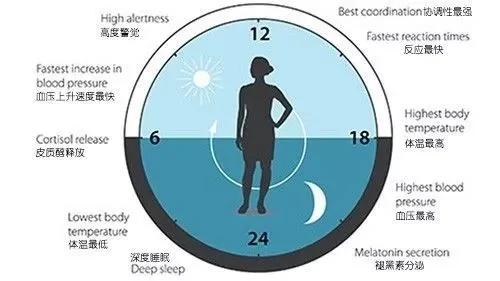不要再熬夜了 这是全球公认最健康的作息时间表!