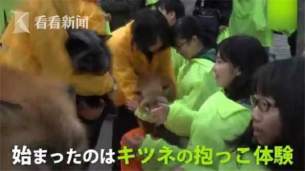 “狐狸村”成日本新打卡圣地 100多只狐狸随便抱!