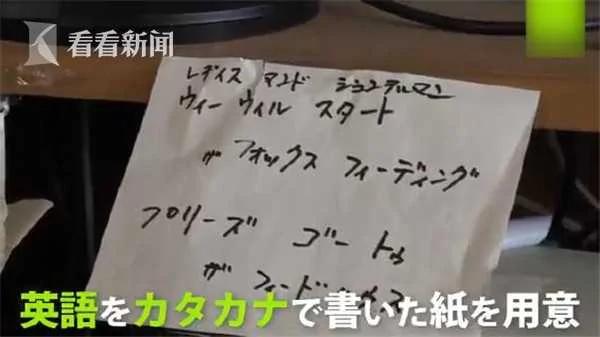 “狐狸村”成日本新打卡圣地 100多只狐狸随便抱!