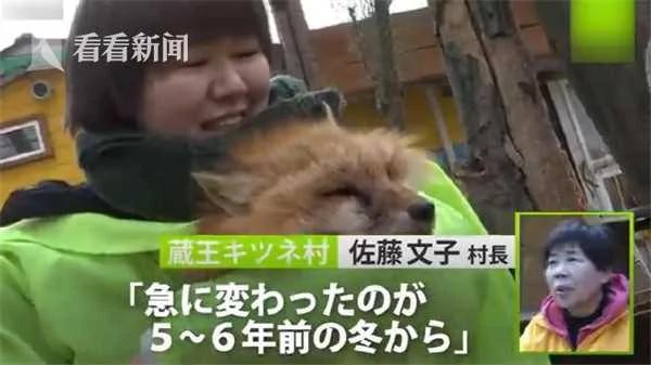 “狐狸村”成日本新打卡圣地 100多只狐狸随便抱!