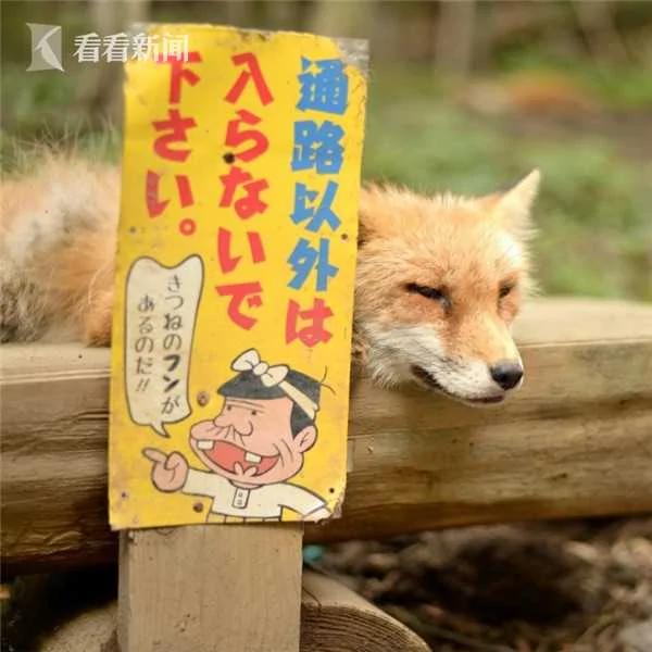 “狐狸村”成日本新打卡圣地 100多只狐狸随便抱!