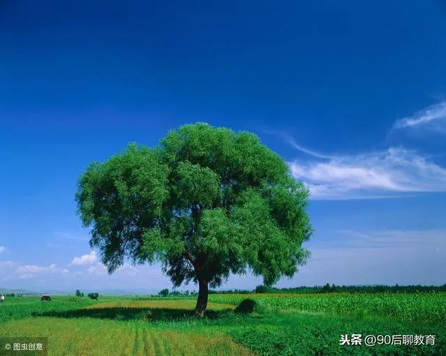 欲成大树 莫与草争!(精辟)
