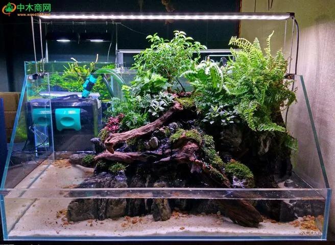 放在鱼缸里的沉木有什么用?鱼缸里放沉木对鱼有什么好处?鱼缸沉木如何挑选使用?