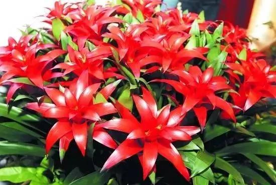 20种常见花卉的浇水技巧