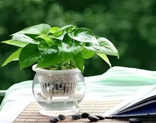 20种常见花卉的浇水技巧