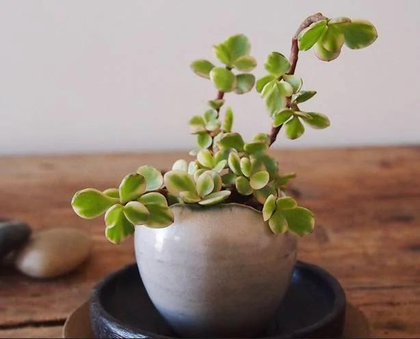 20种常见花卉的浇水技巧