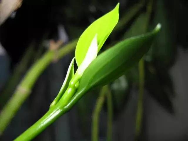 20种常见花卉的浇水技巧