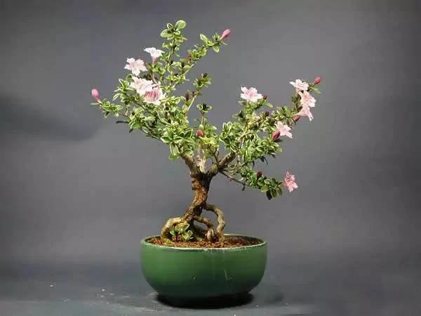 20种常见花卉的浇水技巧