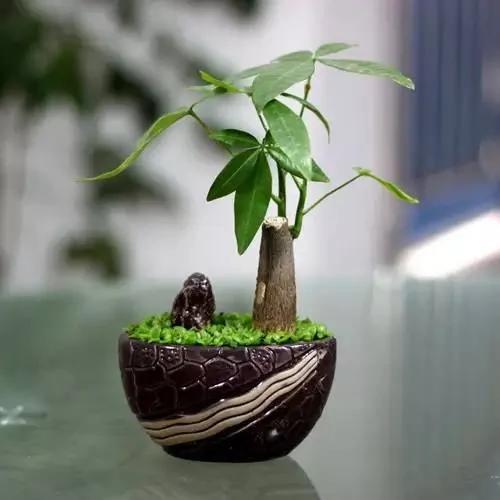 20种常见花卉的浇水技巧