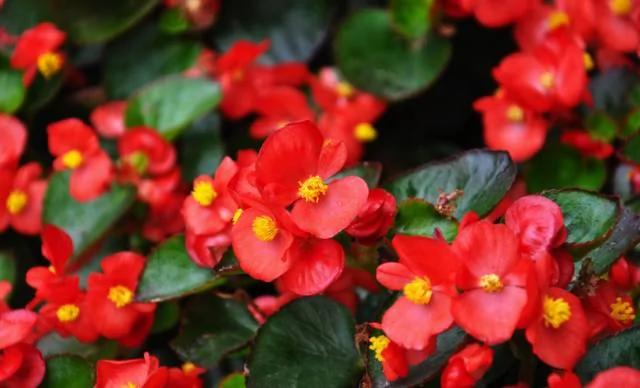 20种常见花卉的浇水技巧