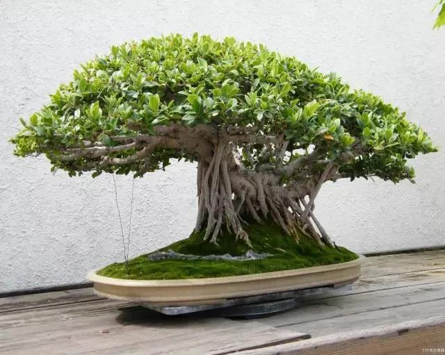 20种常见花卉的浇水技巧