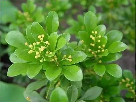 20种常见花卉的浇水技巧