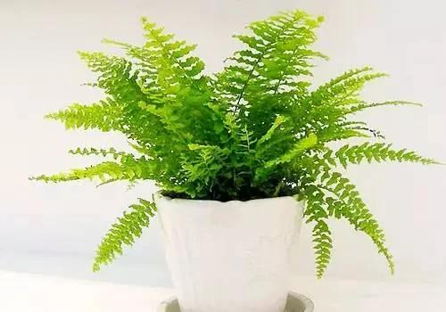 20种常见花卉的浇水技巧