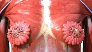 女性肌肉結構圖展示的乳腺組織