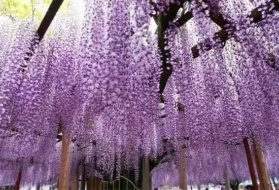 樱花散去 最美紫藤视觉盛宴来袭 阿波罗新闻网