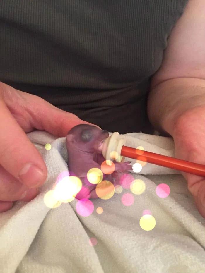 女子在野外捡到“拇指姑娘” 带回家饲养 长大后美得让人惊讶!