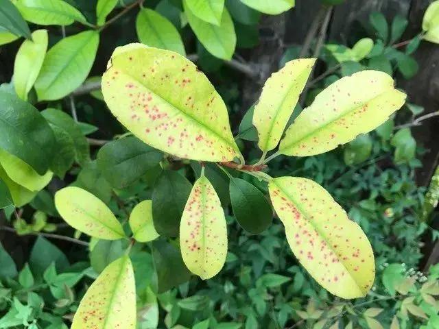 过氧化氢用来养花的几种特殊作用 能很好促进植物生长
