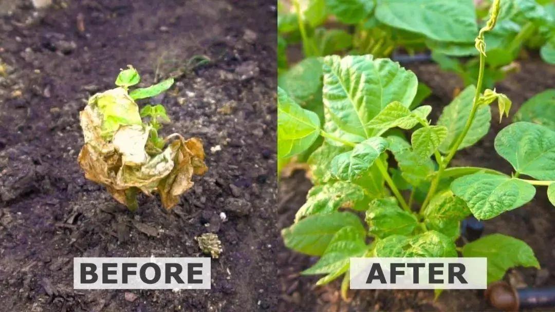 过氧化氢用来养花的几种特殊作用 能很好促进植物生长